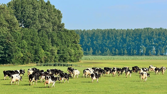 Paraná conquista o certificado de área livre de febre aftosa sem vacinação 